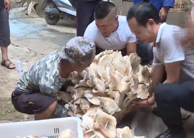 【超震撼】云南村民捡到312斤巨型野生菌 能吃吗?是什么野生菌? 