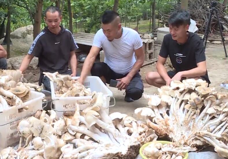 【超震撼】云南村民捡到312斤巨型野生菌 能吃吗?是什么野生菌? 