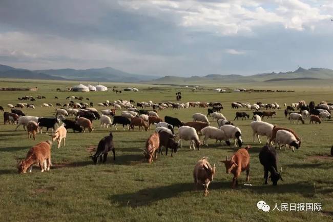 羊羊羊羊羊羊羊羊羊要来了！蒙古国要求3万只捐赠羊膘肥体壮