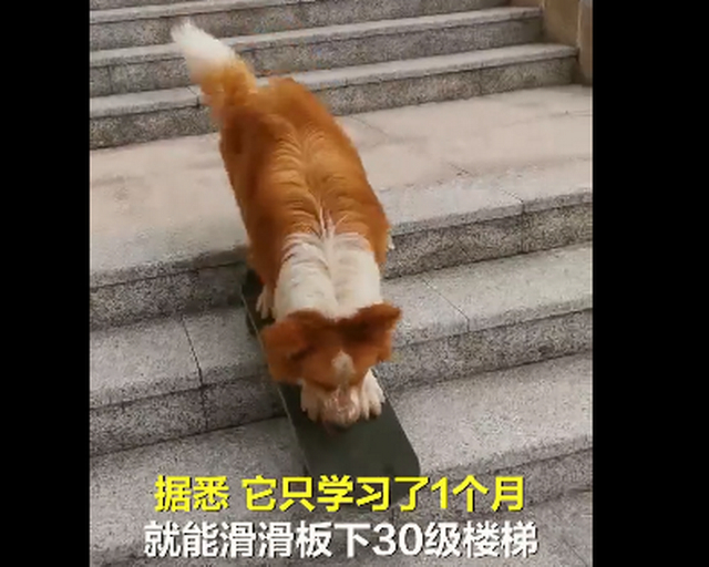 牧羊犬滑滑板下30级楼梯 网友：被一条狗帅到了