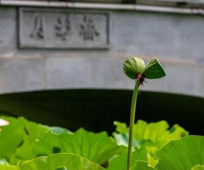 西溪湿地并蒂莲开花一天就被折 为何不让它在自然天地间肆意一生？