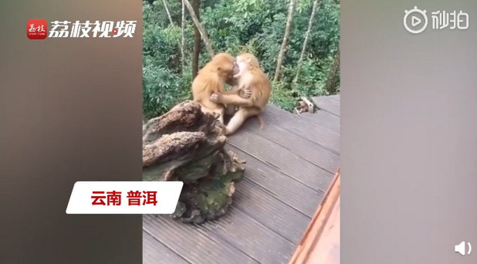 尴尬溢出屏幕!两只猴子接吻被发现害羞打闹 猴子:人家都害羞死了