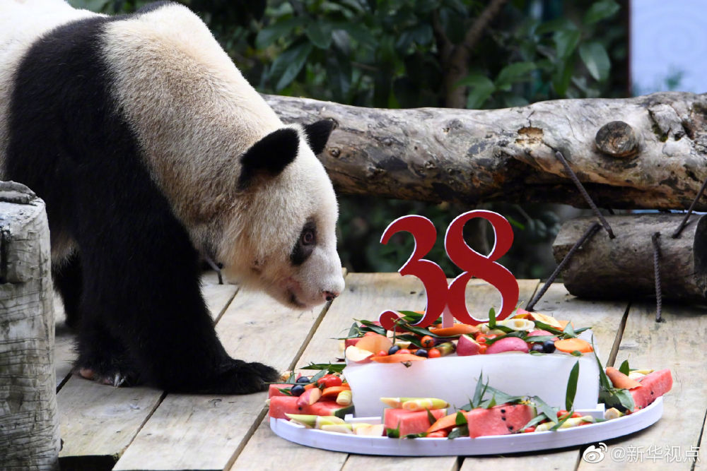 世界现存最年长圈养大熊猫“新星”迎来38岁生日