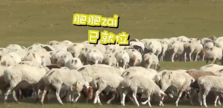 可爱多！实拍蒙古国牧场捐赠给中国的羊上热搜 30000只肥肥仔堪称羊中精英