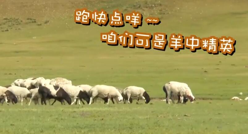 可爱多！实拍蒙古国牧场捐赠给中国的羊上热搜 30000只肥肥仔堪称羊中精英