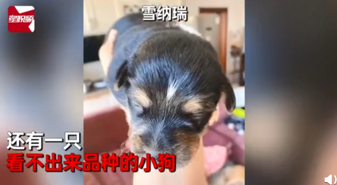 柯基犬意外怀孕找不着孩子他爸，生下来5只小狗竟然5个品种？