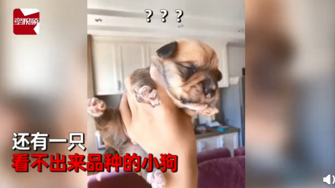 柯基犬意外怀孕找不着孩子他爸，生下来5只小狗竟然5个品种？