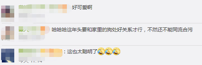 狗子成精 !宠物狗帮女孩监听望风家长,边叫边用爪子指作业 网友:惯犯无疑了