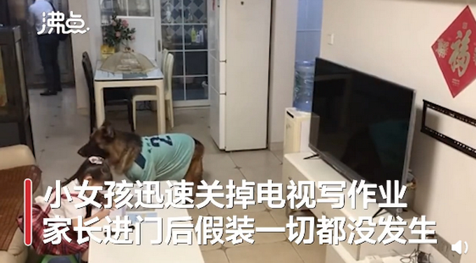狗子成精 !宠物狗帮女孩监听望风家长,边叫边用爪子指作业 网友:惯犯无疑了