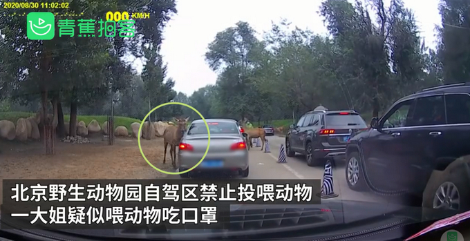 长点心吧！北京野生动物园游客疑喂动物口罩，所幸被工作人员发现