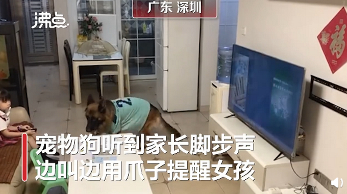 狗子成精 !宠物狗帮女孩监听望风家长,边叫边用爪子指作业 网友:惯犯无疑了