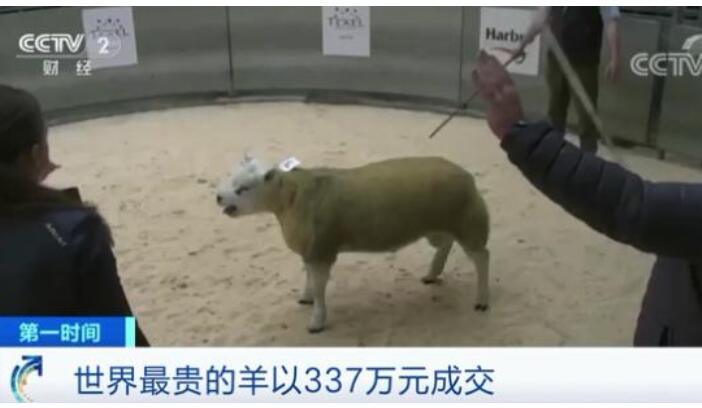 【羊中兰博基尼】世界上最贵的羊诞生 337万元！有何过人之处？
