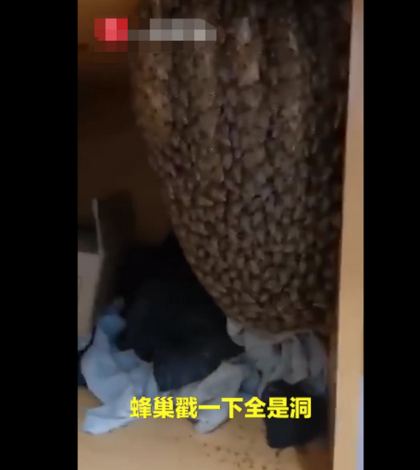 “甜的掉牙!”宿舍衣柜惊现蜂窝学生分食蜂蜜,网友:最惨宿舍入侵物