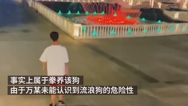 令人气愤!流浪狗撞伤老人投喂者赔4万 网友：难道爱心也有错吗？