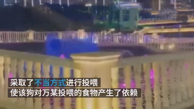 令人气愤!流浪狗撞伤老人投喂者赔4万 网友：难道爱心也有错吗？