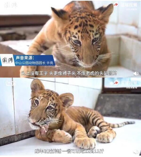 可爱！世界唯一虎狮虎兽宝宝满百天，荆荆每天吃3斤牛肉