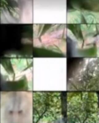 马来西亚：猴子偷手机后疯狂自拍 鬼鬼祟祟录制视频