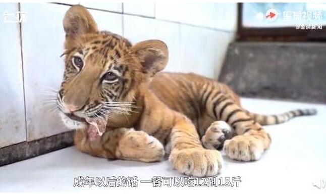 【铁憨憨】世界唯一虎狮虎兽宝宝满百天 爸爸是老虎妈妈是狮虎兽