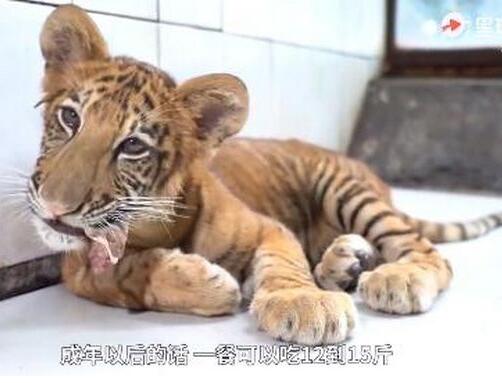 可可爱爱！世界唯一虎狮虎兽宝宝满百天 爸爸是老虎妈妈是狮虎兽