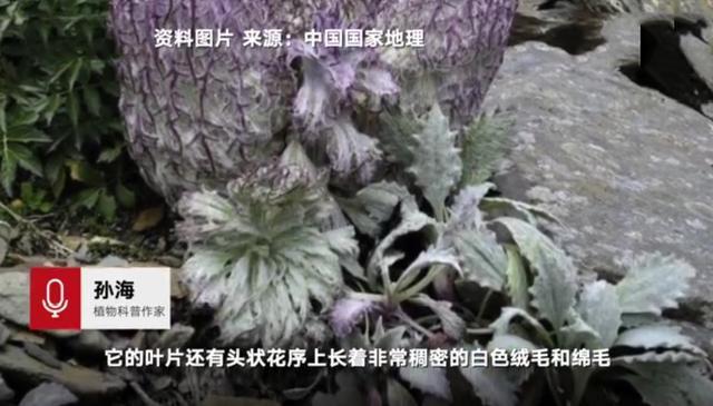 男星刘宇宁疑采摘雪莲遭痛批，道歉回应是道具却被专家打脸