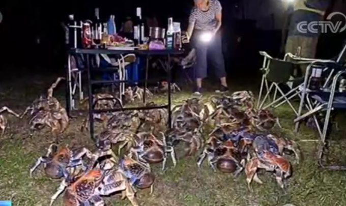 家庭烧烤时爬来50多只大螃蟹 想吃?没门!