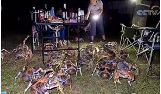 【吓得直流口水】家庭烧烤时爬来50多只大螃蟹 澳大利亚圣诞岛螃蟹横行