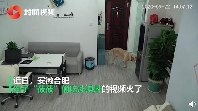 惯犯！狗狗趁主人睡觉开冰箱偷吃雪糕，操作如行云流水十分熟练