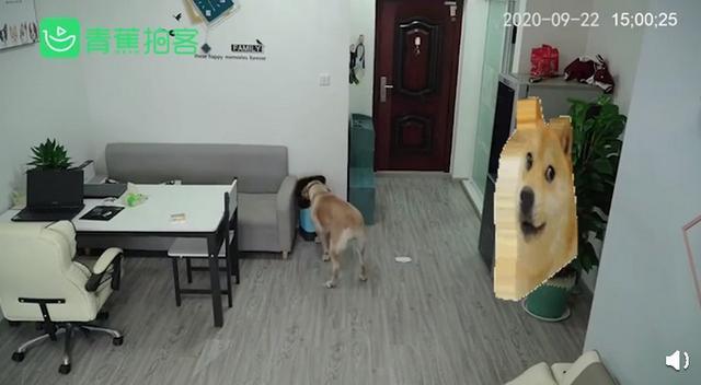 惯犯!狗狗趁主人睡觉开冰箱偷吃雪糕,操作如行云流水十分熟练