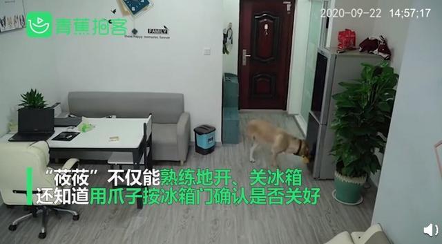 惯犯!狗狗趁主人睡觉开冰箱偷吃雪糕,操作如行云流水十分熟练