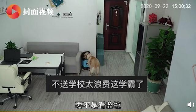 惯犯!狗狗趁主人睡觉开冰箱偷吃雪糕,操作如行云流水十分熟练