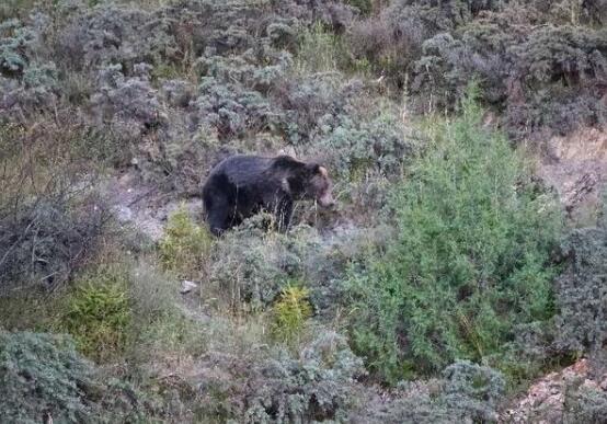 【罕见】野保专家在三江源发现罕见藏棕熊 正面照曝光非常可爱