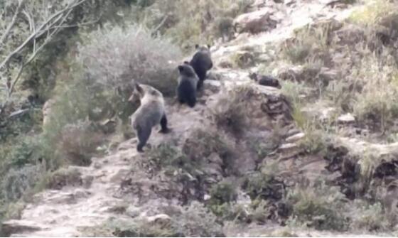 【罕见】野保专家在三江源发现罕见藏棕熊 正面照曝光非常可爱