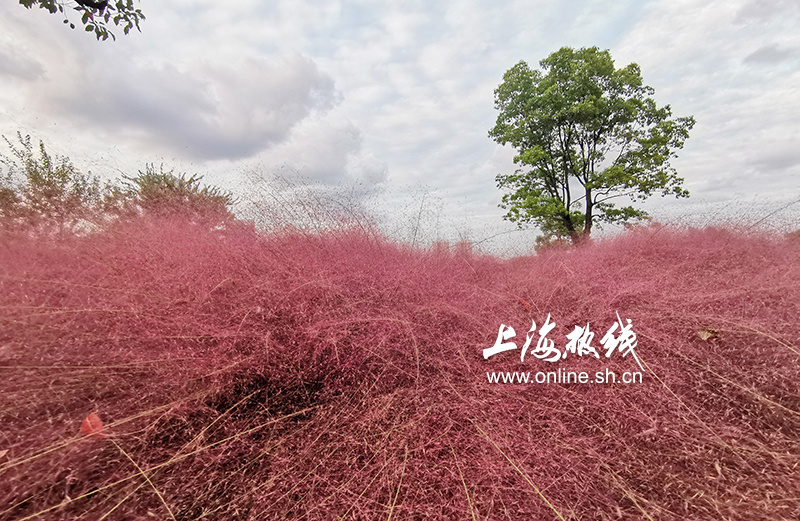 上海滨江的粉色之美 黄浦江边现大片粉黛乱子草引市民拍照