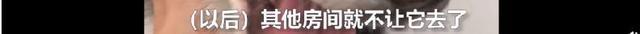 哈士奇把主人77岁奶奶气进医院 曾称自己的哈士奇跟别的不一样