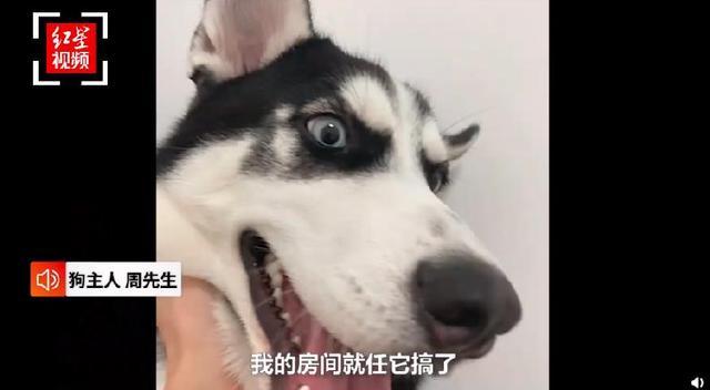 哈士奇把主人77岁奶奶气进医院 曾称自己的哈士奇跟别的不一样