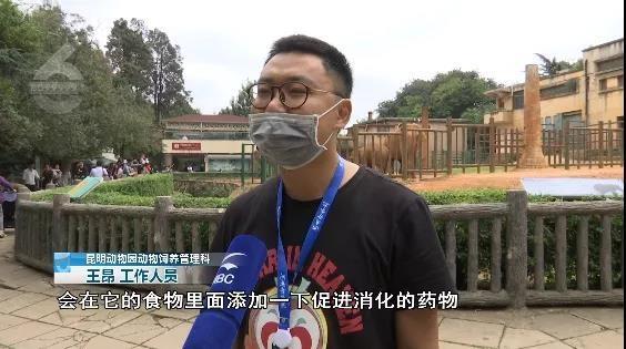 游客用裹塑料袋苹果投喂大象 网友看到视频气愤不已