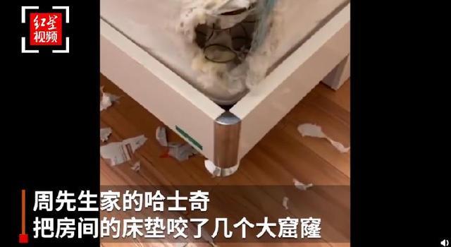 哈士奇把主人77岁奶奶气进医院 曾称自己的哈士奇跟别的不一样