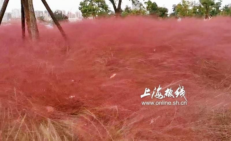 上海滨江的粉色之美 黄浦江边现大片粉黛乱子草引市民拍照