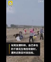 承包商收割花生村民尾随捡拾:最多时三四百人，警察也拦不住