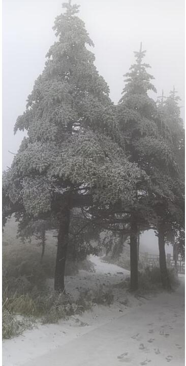 【大片】四川峨眉山迎入秋来第一场雪 让人又惊又喜