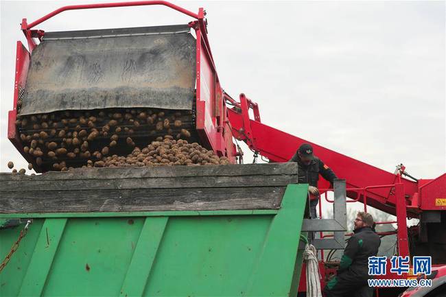 10月17日，工作人员在比利时埃诺省阿特市的农业与农业工程中心试验农场使用农业机械收获土豆。 