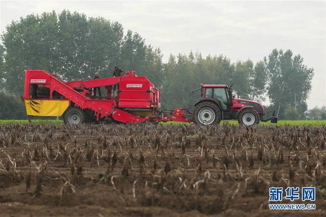10月17日，工作人员在比利时埃诺省阿特市的农业与农业工程中心试验农场使用农业机械收获土豆。