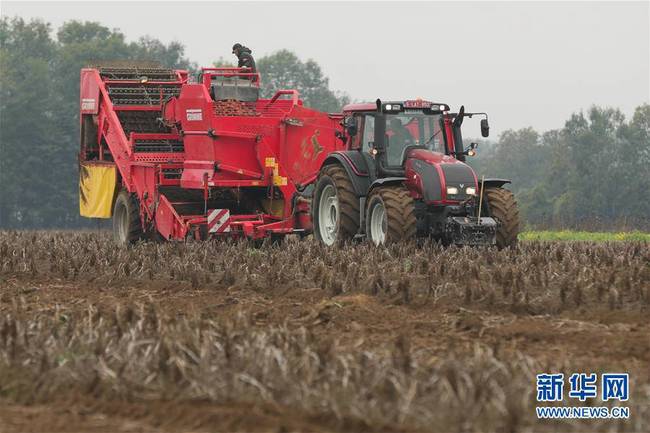 10月17日，工作人员在比利时埃诺省阿特市的农业与农业工程中心试验农场使用农业机械收获土豆。