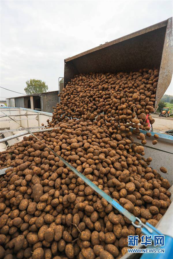 10月17日，工作人员在比利时埃诺省阿特市的农业与农业工程中心试验农场将土豆装车，准备运往薯条加工厂。
