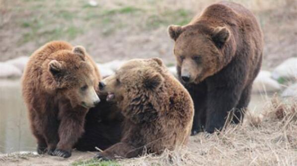 恐怖！饲养员遭熊攻击身亡现场疑曝光 怎样才能避免被野生动物攻击?