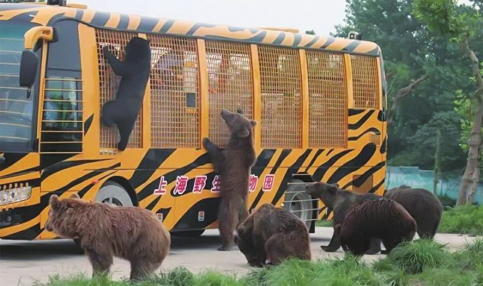 【热点聚焦】 饲养员遭熊攻击身亡 现场疑曝光  猛兽区已暂停开放