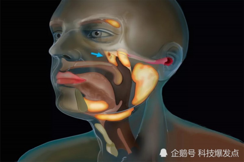 【新发现】科学家发现人类新器官 未来人类会进化成为什么样？