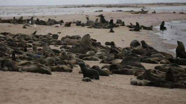纳米比亚海岸惊现7000多具海豹尸体，大量幼崽胎死腹中