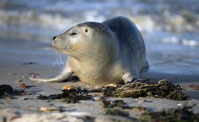 纳米比亚海岸惊现7000多具海豹尸体，大量幼崽胎死腹中