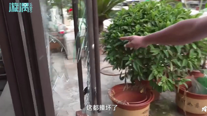 灵活的猪猪!南京一野猪窜进奶茶店吓坏女店员,网友评论:动物界的跨栏高手